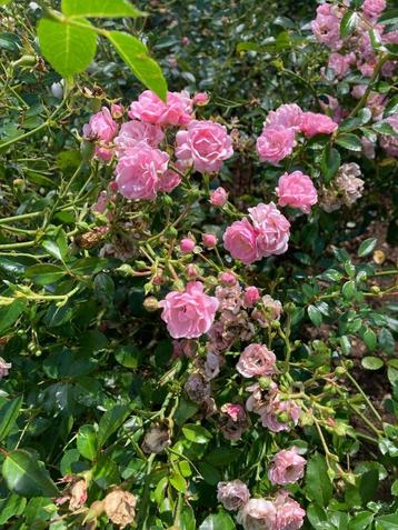 roosjes : roze, Enlèvement, Plante fixe