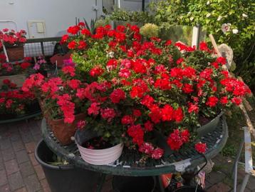Partij geraniums beschikbaar voor biedingen