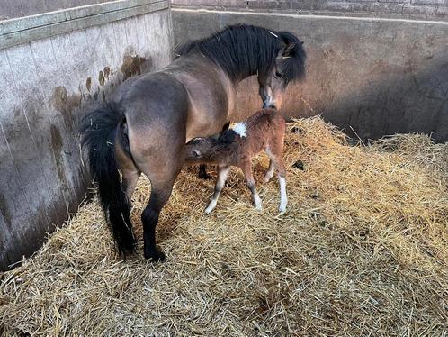 NMPRS kampioen merrie met veulen. Mini paardje., Dieren en Toebehoren, Pony's