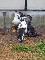 Barberie eenden 2025, Dieren en Toebehoren, Pluimvee