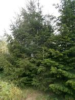 Echte kerstbomen, Ophalen, Nieuw