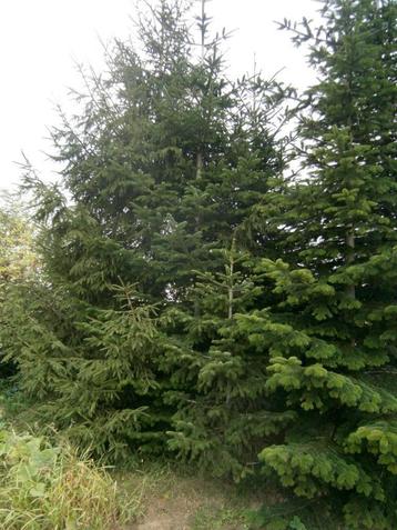 Echte kerstbomen beschikbaar voor biedingen