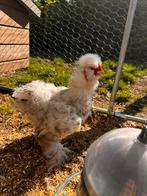 Usa zijdehoen haan, Dieren en Toebehoren, Pluimvee, Mannelijk, Kip