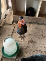 CoQ Marans croisé avec Aurecana, Dieren en Toebehoren