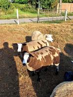 2 luxe baggerbonte rammen, Dieren en Toebehoren, Schapen, Geiten en Varkens