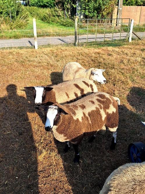 2 luxe baggerbonte rammen, Dieren en Toebehoren, Schapen, Geiten en Varkens