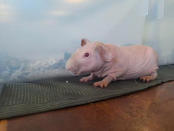 Jonge Naakt cavia's, skinny cavia's  beschikbaar voor biedingen