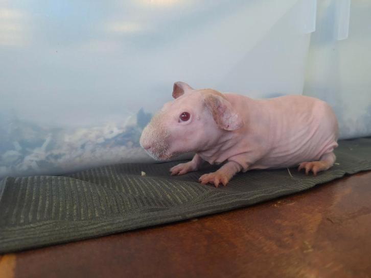 Jonge Naakt cavia's, skinny cavia's, Dieren en Toebehoren, Knaagdieren, Cavia, April