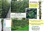 HEDERA KLIMOP HAAGPLANTEN 1 -1,25 Meter, gestokt  = 3,2o€/st, Tuin en Terras, Planten | Struiken en Hagen, Overige soorten, Haag