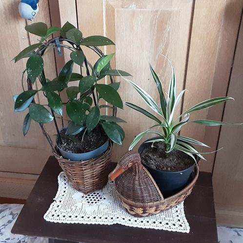 Mooie kamerplanten 8€/st, GRATIS wandplanken IKEA, Huis en Inrichting, Kamerplanten, In pot, Ophalen of Verzenden