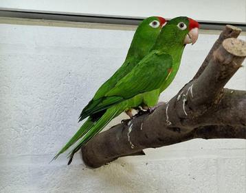 Aratinga Finschi beschikbaar voor biedingen