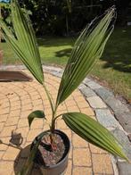 Wachingtonia palm, Ophalen