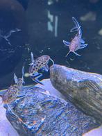 Synodontis Multipunctatus