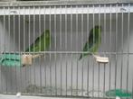Forpus, Dieren en Toebehoren, Mannelijk, Parkiet, Geringd