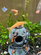 Chinese algae eater, Dieren en Toebehoren, Ophalen, Zo goed als nieuw