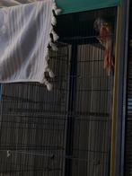 koppel pyrhuras met kooi, Dieren en Toebehoren