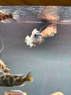 koppel mbuna ob malawi cichliden koppel