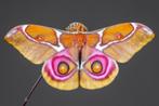 Antherina Suraka - Madagascar bullseye mot eitjes, Papillons ou Chenilles
