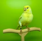 Vrouwelijke kanaries, Vrouwelijk, Kleurkanarie