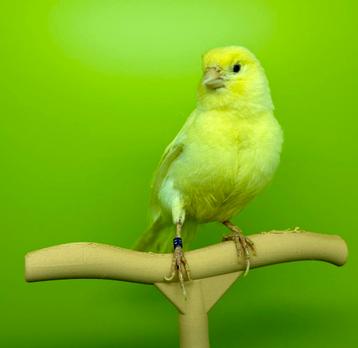 Vrouwelijke kanaries beschikbaar voor biedingen