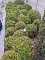 Buxusbollen, Tuin en Terras, Ophalen, Buxus, Struik, Minder dan 100 cm