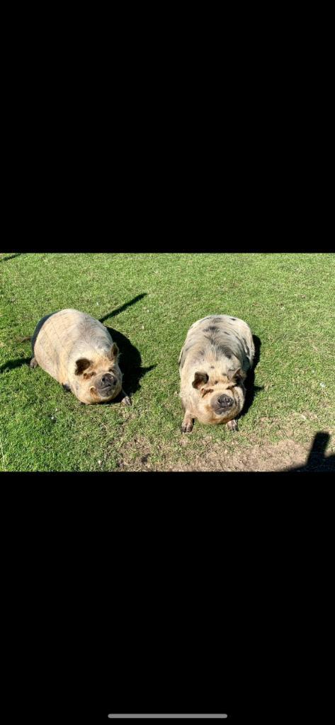 2 Kune kune varkens ter adoptie, Dieren en Toebehoren, Schapen, Geiten en Varkens, Varken, Meerdere dieren, 3 tot 5 jaar