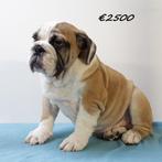 Engelse Bulldog pups te koop, Dieren en Toebehoren, Honden | Bulldogs, Pinschers en Molossers, 15 weken tot 1 jaar, Handelaar