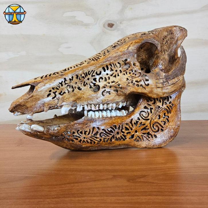Hand gegraveerd wild zwijn schedel (Balinees) ketupat motief, Antiek en Kunst, Curiosa en Brocante, Ophalen of Verzenden