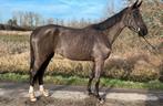 Springpaard, Dieren en Toebehoren, Paarden, Merrie, Springpaard