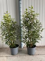 Prunus Lusitanica Angust Portugese Laurier, Tuin en Terras, Planten | Struiken en Hagen, Ophalen, Laurier
