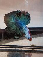 Betta man halfmoon multicolor marble koi, Dieren en Toebehoren, Vissen | Aquariumvissen