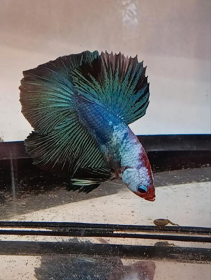 Betta man halfmoon multicolor marble koi, Dieren en Toebehoren, Vissen | Aquariumvissen