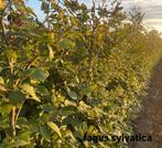 Fagus sylvatica beuk aan promoprijzen!, Tuin en Terras, Ophalen, Taxus