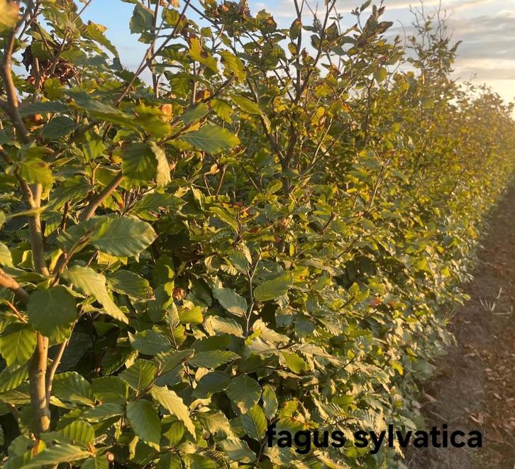 Fagus sylvatica beuk aan promoprijzen!, Tuin en Terras, Planten | Struiken en Hagen, Taxus, Ophalen
