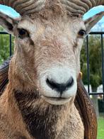 Taxidermie top staat moeflon, Ophalen of Verzenden