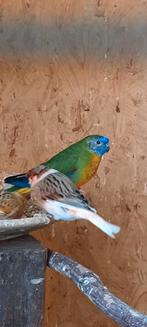 Turquoisine parkieten, Dieren en Toebehoren, Meerdere dieren, Parkiet