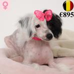 Chinese Crested - Belgische pups te koop, Dieren en Toebehoren, België, 15 weken tot 1 jaar, CDV (hondenziekte), Teef