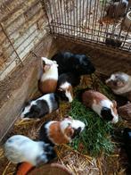 Cavia beertjes, Dieren en Toebehoren, Knaagdieren, Cavia, Juni, Mannelijk, Tam