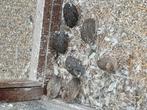Chinese dwergkwartels natuurbroed, Meerdere dieren, Overige soorten