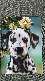 5 x cartes postales animalières (chiens), Collections, Cartes postales | Animaux, Enlèvement ou Envoi, 1960 à 1980, Non affranchie