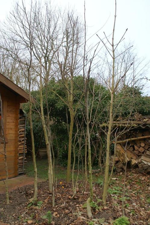 Bomen: Okkernoot - Es - Esdoorn - Japanse wijnbes, Tuin en Terras, Planten | Bomen, Overige soorten, 100 tot 250 cm, Halfschaduw