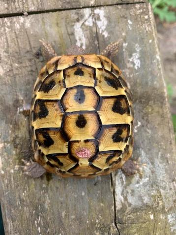 Landschildpadjes geboren in 2024 beschikbaar voor biedingen