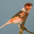 Vogels Harlekijn, Dieren en Toebehoren, Vogels | Kanaries, Kleurkanarie