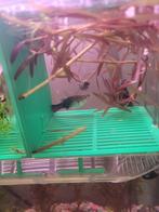 Raszuiver bleu moscow baby guppy's, Dieren en Toebehoren