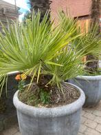 Dwergpalm, Tuin en Terras, Ophalen