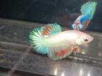 Betta man gold, Dieren en Toebehoren, Vissen | Aquariumvissen