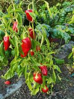 5 zaden gestreepte paprika Magic World, Tuin en Terras, Verzenden, Voorjaar, Volle zon, Zaad