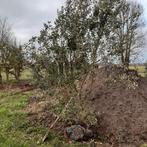 Meerstammige quercus ilex 300/350 hoog, Ophalen