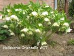 Helleborus Orientalis , prachtige winterbloeier., Ophalen, Winter, Vaste plant, Halfschaduw