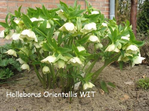 Helleborus Orientalis , prachtige winterbloeier., Tuin en Terras, Planten | Tuinplanten, Vaste plant, Halfschaduw, Winter, Ophalen